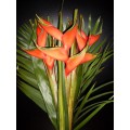Exotic Bouquets - Heliconia Bouquet